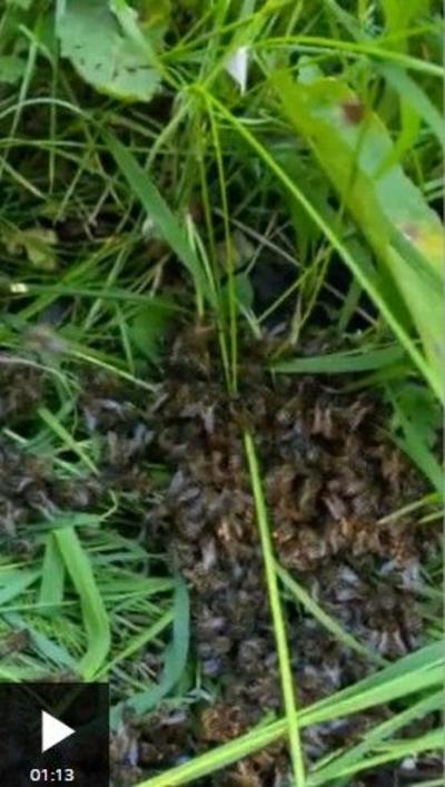Many bees on the ground in between overgrown grass.