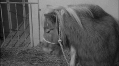 Black and white image of Noddy the horse.  A gate is in the background and hay is on the ground.  Noddy has a rope halter on.  He has a well kept dark colour with a blonde mane