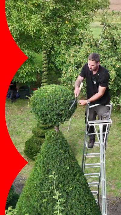 A man stands on a ladder in a garden, using shears to trim a shrub into a cone shape with a spherical top
