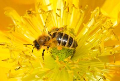 Bee on a flower