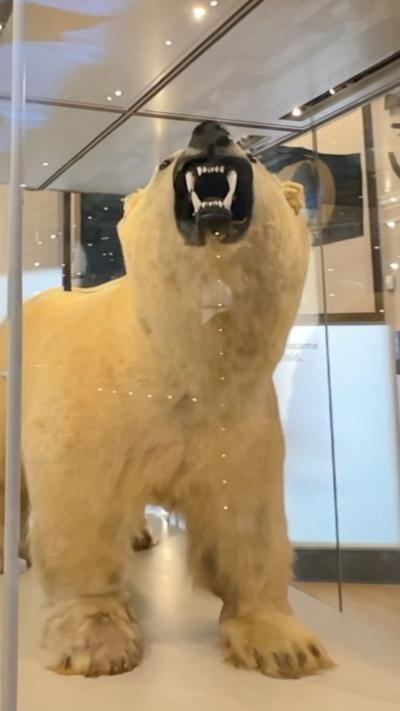 Model of a polar bear