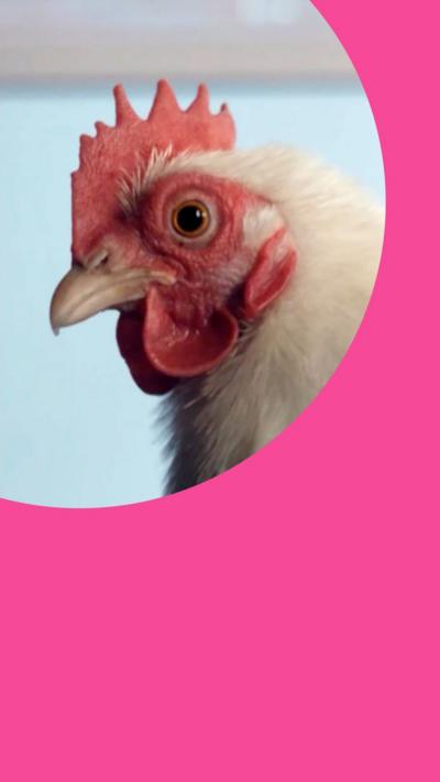 Close-up of a chicken's head