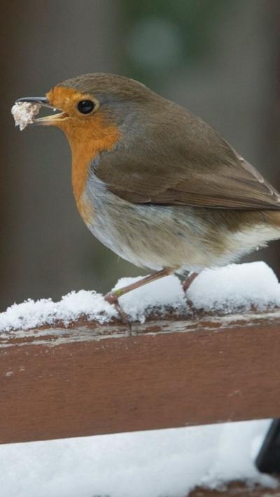 A robin perched on a snowy piece of wood