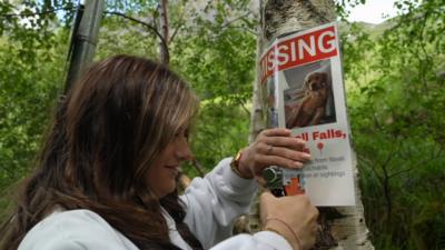 A girl stapling a missing dog poster to a tree