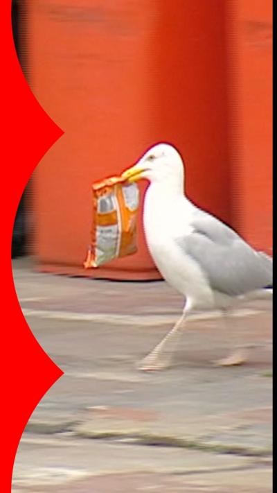 A white and grey gull walks along with a packet of crisps in its mouth