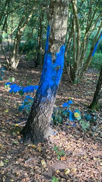 A tree painted with blue graffiti in a park 