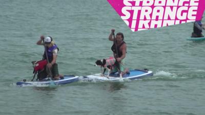 Dogs and humans surfing