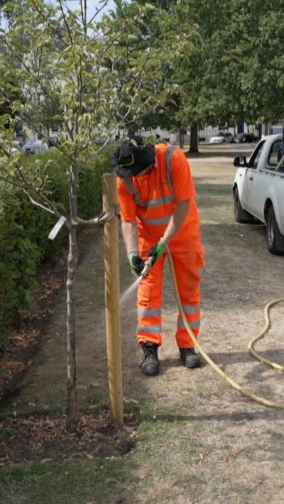 Man in high vis watering a tree with a hose. 