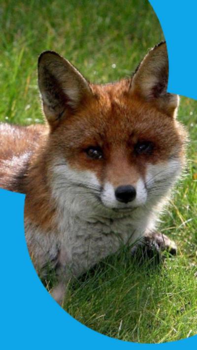 A fox crouched on grass and staring at the camera