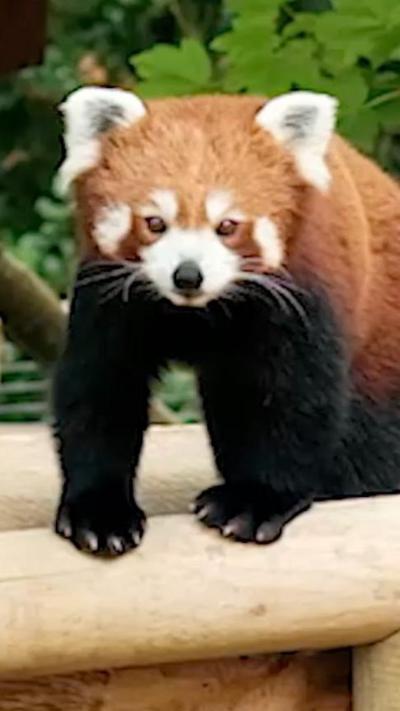 A red panda walks along a fence at Jersey Zoo