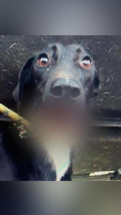 A black lurcher dog with a white chest looks to the camera, a rope lead around her neck. Her muzzle is blurred in the image because of her injuries.