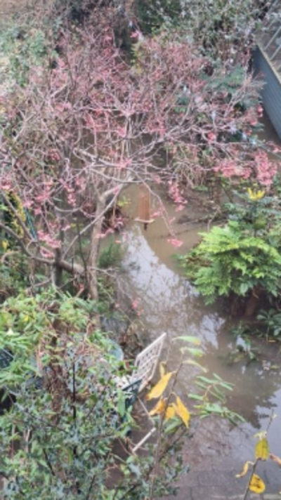 Garden swamped in sewage