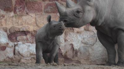 Rhinos at Chester Zoo