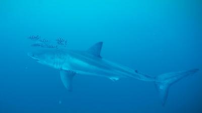 Great white shark swimming in the ocean followed by black and white fish