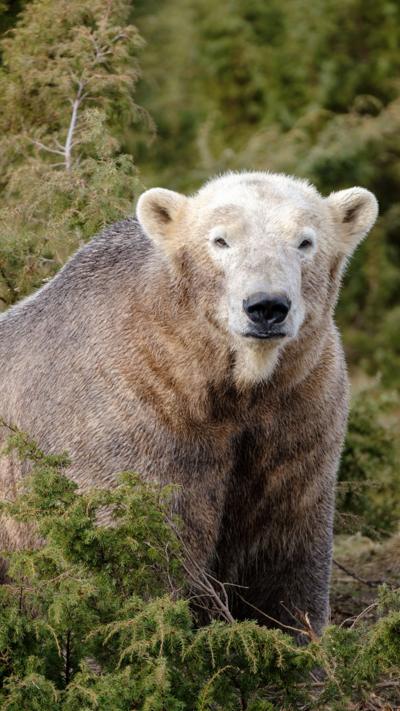 Victoria, the polar bear, standing in among plants staring at the camera, at the RZSS' Highland Wildlife Park.