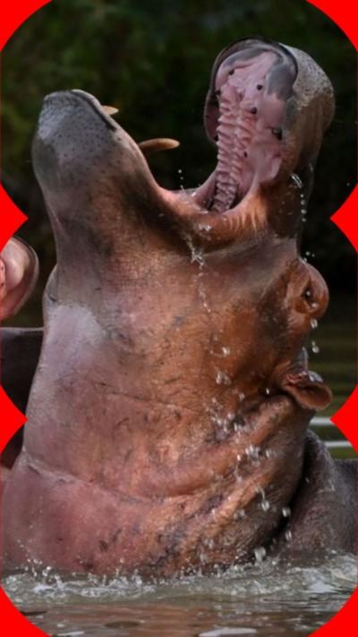 Two hippos bathing in water. Both have their mouths open and pointed to the sky. They have pink-coloured necks.