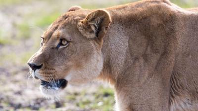 Lioness at Longleat