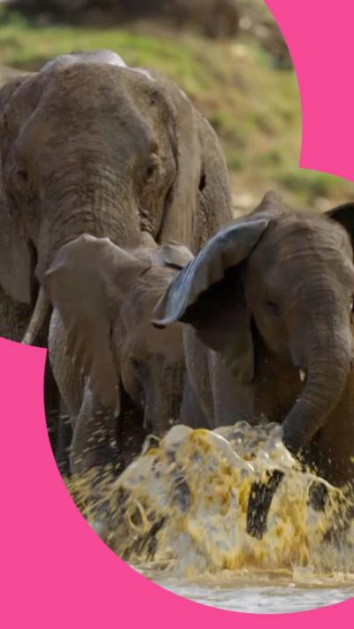 Elephants splashing in water