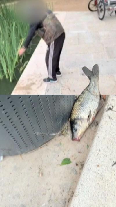 A picture of a dead fish in a park