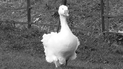 A goose