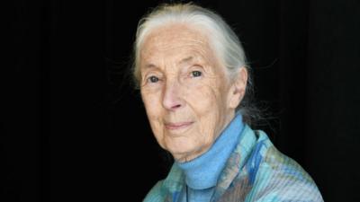 jane goodall.