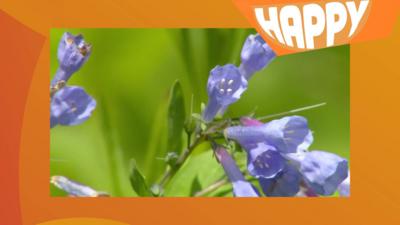 Bluebells