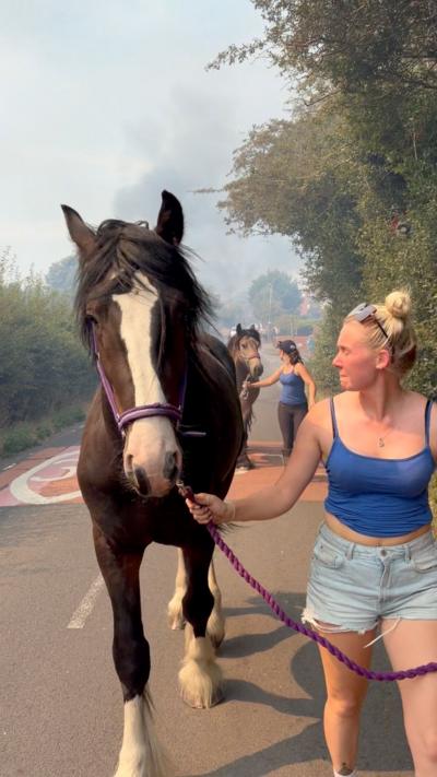 A woman walking a dark brown horse down a road. She is weating a blue top, blue denim shorts and sunglasses perched on top of her head.