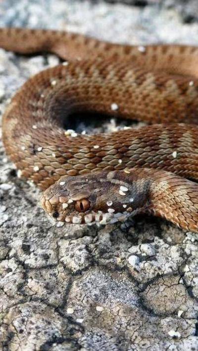 An adder on a beach. 
