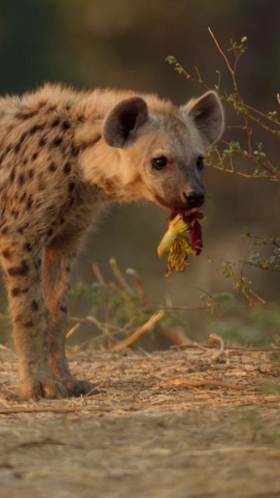 A hyena cub holds a flower in its mouth.