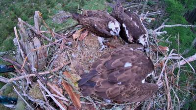 Three ospreys share a nest on a tree