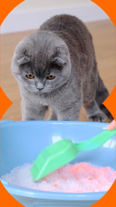 A grey cat looking down at a blue litter tray while someone moves the pink litter with a small green spade