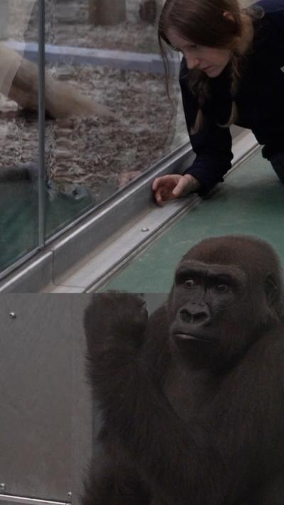 A baby gorilla and a zoologist say goodbye at Jersey Zoo
