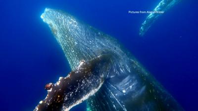 Baleen whale under the see