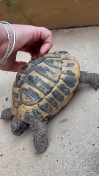 An image of a tortoise on a concrete floor with a woman's hand on its shell