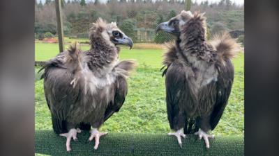 Bernard and Twinkle the vultures perched on a log, in a cage, looking towards each other