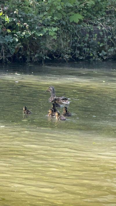 A brown duck leads five ducklings in a row in a river heading towards the banks of the river