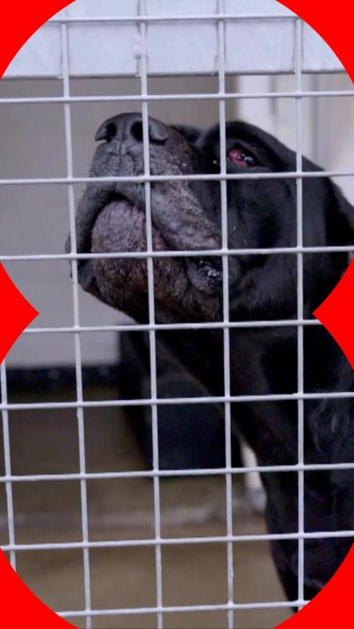An XL bully inside the kennels responding to vicious XL bully attacks