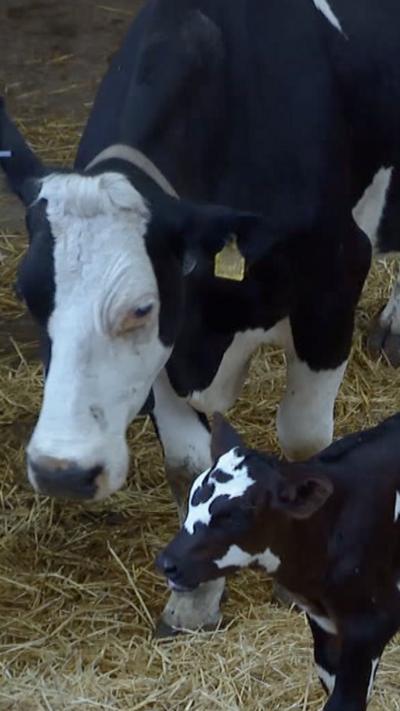 Two cows
