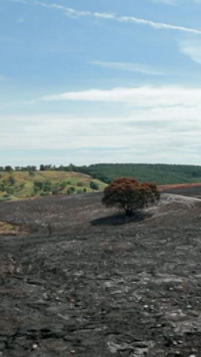 A single tree surrounded by scorched earth after a fire on Cannock Chase