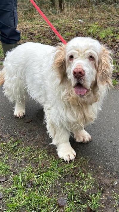Clumber spaniel