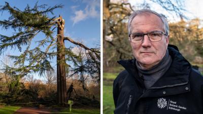 A composite image with the remains of a cedar tree on the left and Simon Milne of the Edinburgh Botanic Gardens on the right