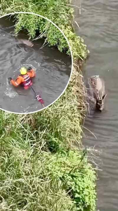 A composite image showing drone footage of a deer standing in a river and a rescuer wearing hi-vis and a helmet approaching the animal.