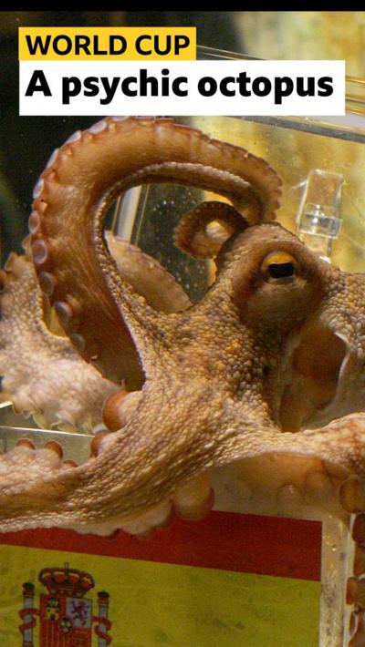 Paul the octopus