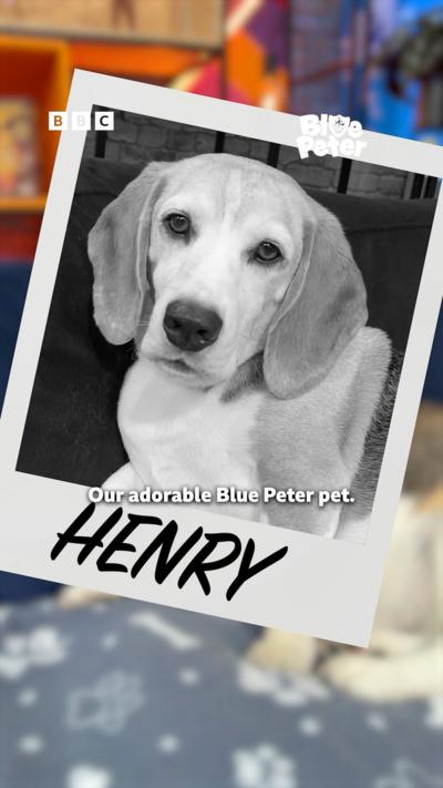 Henry the BP dog.