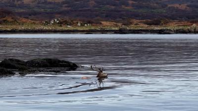 Stag swimming at sea