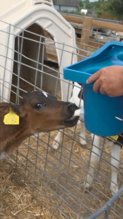 A cow drinking milk out of a bucket.