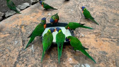 six green birds drinking from a bowl