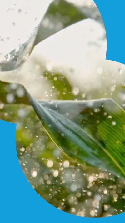 Rain drops falling and bouncing off big green leaves.