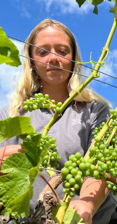 A woman examining a vine of grapes