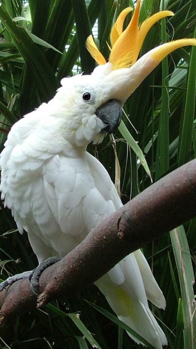 Cockatoo